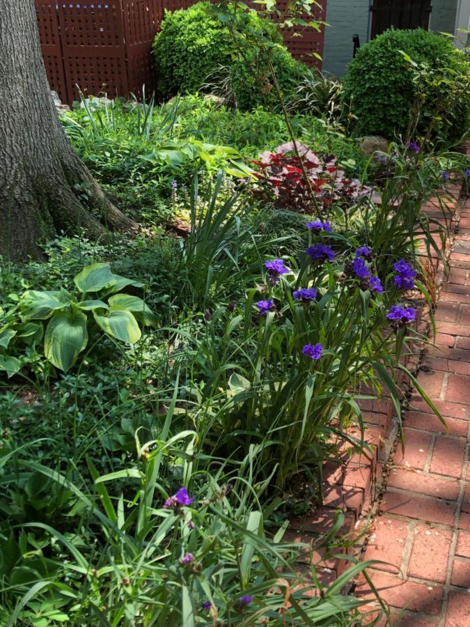 Alice Bellis's Capitol Hill One Bedroom Apartment